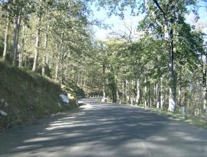 Tizi Ouzou - Forêt Yakourene -