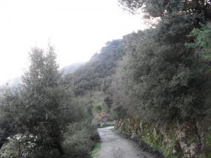 Un Sentier dans la Forêt de Tizi ouzou