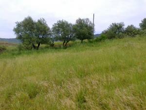 Champ agricole à Azazga