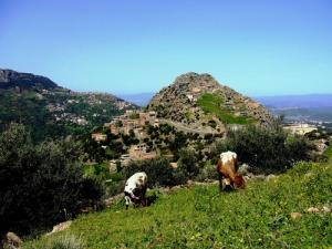 Elevage Bovin au village de Ait Irane (Wilaya de Tizi ouzou)