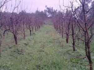 Champ arboricole près de Tizi ouzou
