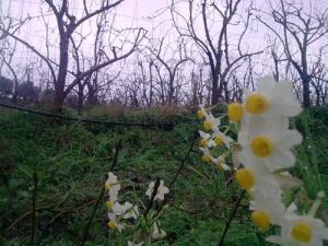 Floraison d'Hiver dans la commune de Draa Ben Khedda