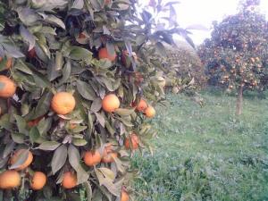 Culture d'Orangers à Tizi ouzou