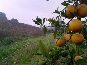 Les Beaux Orangers de Tizi ouzou