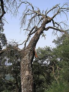Un arbre de la forêt de Boghni