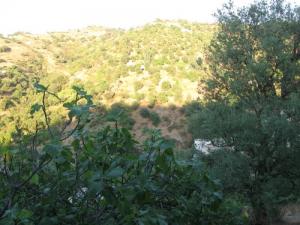 Les colines de Figuiers et Oliviers à Tirmitine