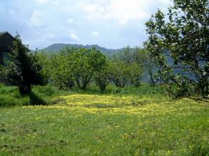Champ de moutarde sauvage à Chamlal