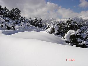 La forêt de Tizi ouzou sous la neige