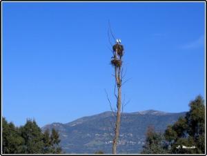 Nids de Cigognes dans la forêt de Tizi ouzou