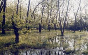 Arbres Pacaniers de Tadmait