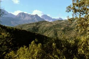 Forêts entourant les montagnes du Djurdjura
