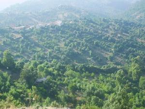 Les vertes forêts de Tizi ouzou
