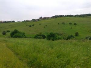 Verdure d'Azazga au printemps