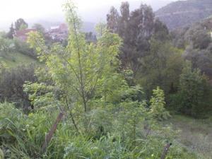 Verdure de Tizi ouzou au printemps