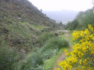 Végétation sauvage aux alentours de Tizi