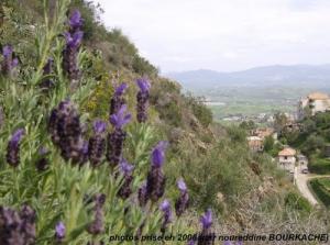 Fleurs sauvages près du village adouar-ouchelli