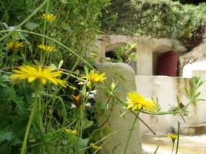 Une Source d'eau au village d'Arouss