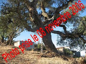 Chêne du village Amalou