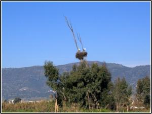 Nids de Cigognes dans la forêt de Tizi ouzou