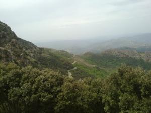 Les forêts verdoyantes de Tizi ouzou