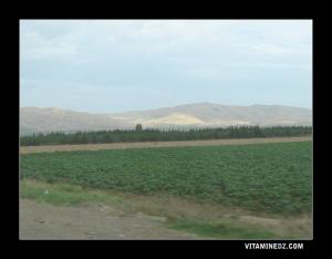 صورة من حقول الفلفل بضواحي مدينة العطاف