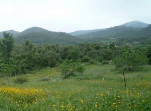 Les vertes forêts de Tizi ouzou