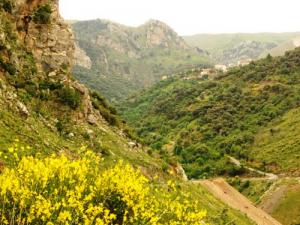 La forêt de Khensous