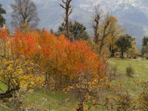 Belles couleurs printanières (Paysage de Tizi ouzou)