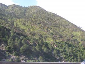 غابات بلدية الشيفة