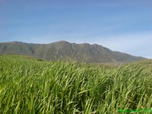 جبال  مسيد عائشة  ببلدية حمالة