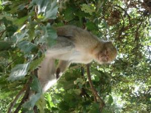 Singe Magot de la forêt de Tizi ouzou