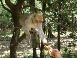 Singe libre mais pas Sauvage (Forêt de Tizi ouzou)