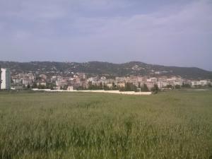 Champ de Blé aux alentours de Tizi ouzou