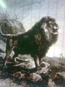 صورة قديمة لأسد الأطلس الذي انقرض بسبب الإعمار و تدمير البيئة الطبيعية