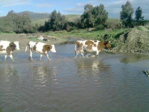 Elevagé de Bovins à Oued Sebt (Wilaya de Tizi ouzou)