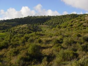 Les vertes forêts de Tizi ouzou au printemps