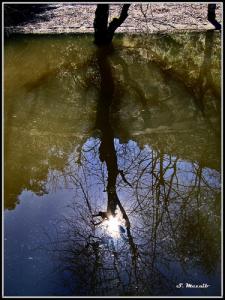 Sur la Route de Ain El Hammam_Reflets sur la Mare