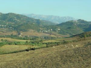 Les montagnes du Djurdjura depuis Bourima