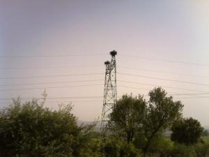 nids de cigognes Sidi Naamane