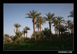 واحة بضواحي ڨنتور