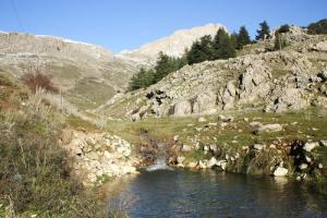 Les vertes Forêts de Tikjda