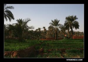 واحة بضواحي ڨنتور 1