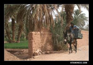 سكان قرية زاوية الشيخ