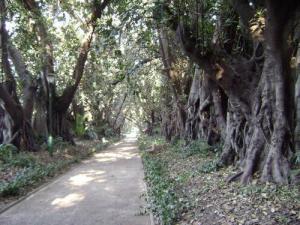 L'allée des Ficus au jardin d'essais d'Alger