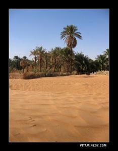 واحة بضواحي طالة