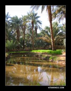 واحة بضواحي  قرية طالة