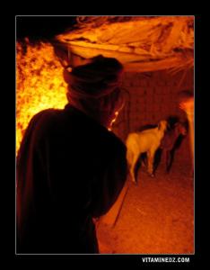 تربية الماشية بقرية أولاد سعيد