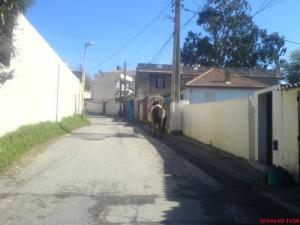 Une allée de Beau Séjour (Commune de Bouzaréah)