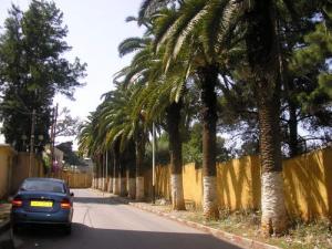 Une allée de palmiers à Bir Khadem