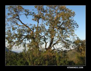 أشجار الفلين ببلدية بني ورسوس